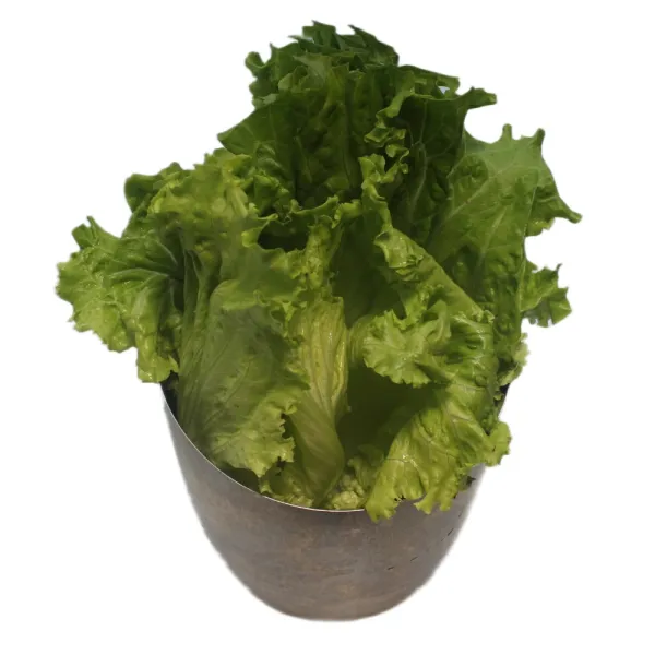Lechuga Batavia